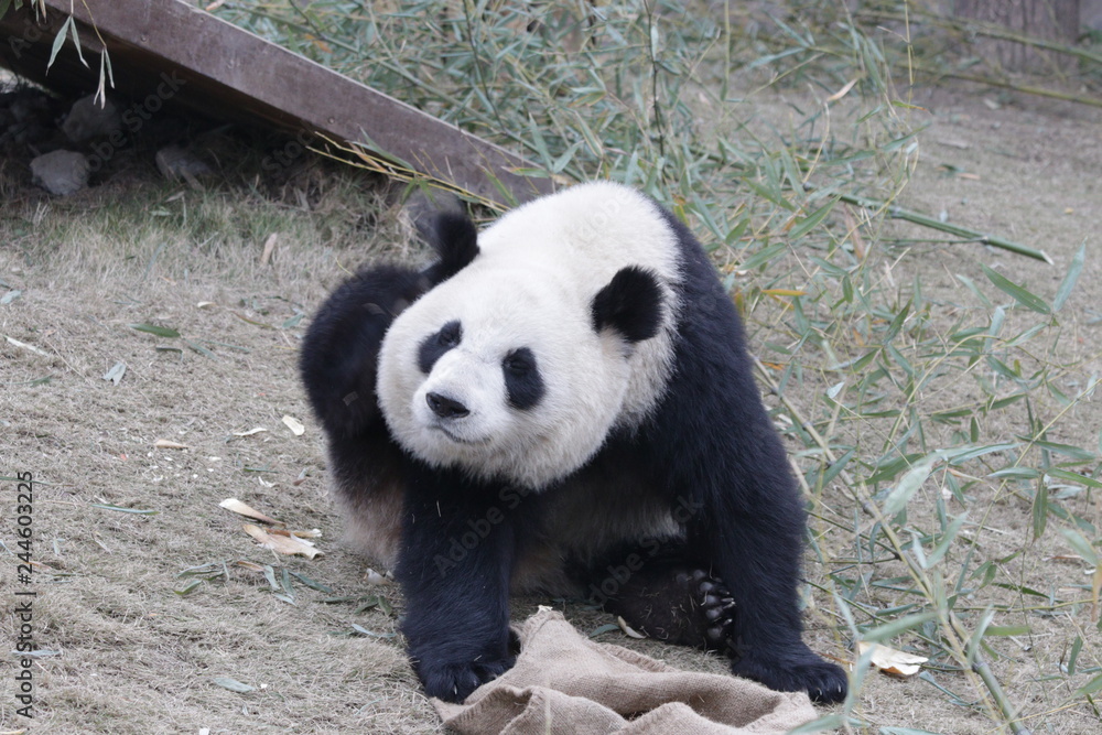 Fototapeta premium Funny Pose of Panda Cub, China