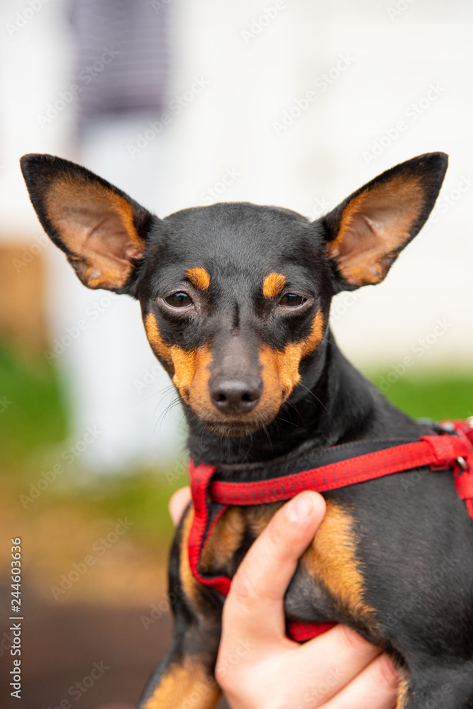 Portrait Toy Terrier with interesting eyes outdoors Portrait Toy Terrier with interesting eyes outdoors