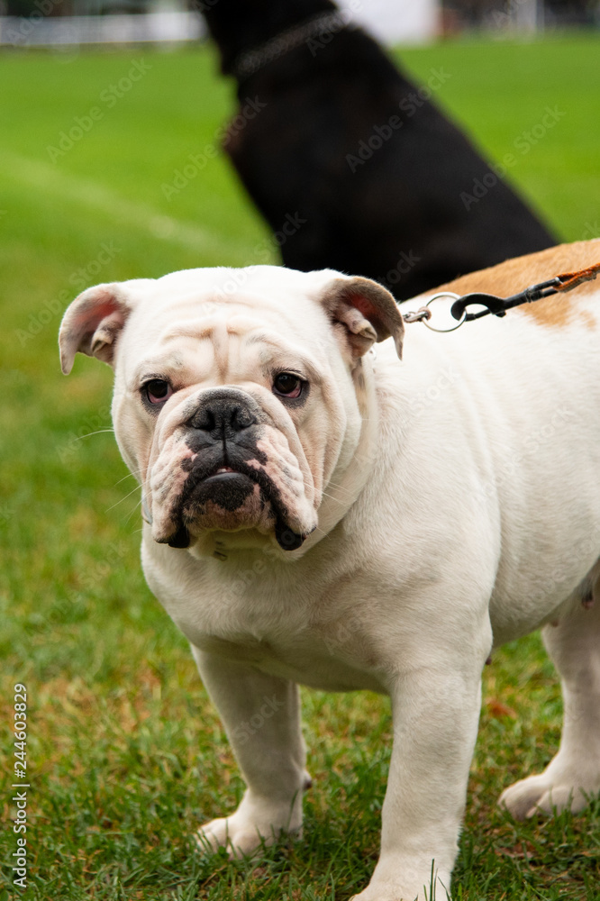 Portrait white dog with interesting eyes outdoors Portrait white dog with interesting eyes outdoors