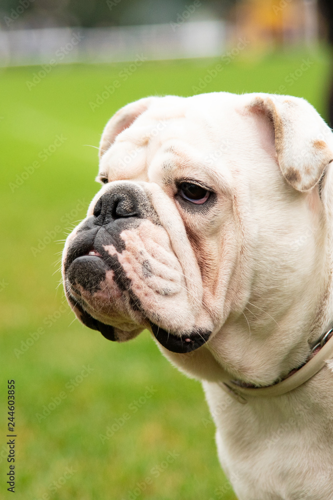 Portrait white dog with interesting eyes outdoors Portrait white dog with interesting eyes outdoors