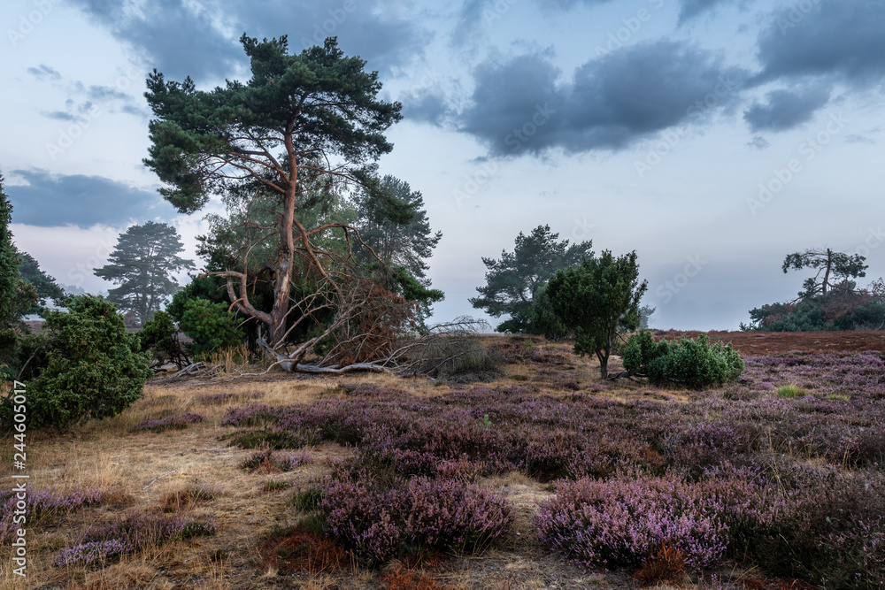 Obraz premium tree on the hill