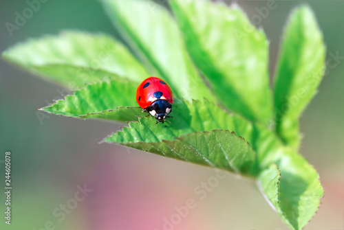 Ladybug closeup on green leaf defocused background
