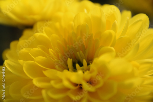 Macro Bright Yellow Mum © Alicia R. Paparo