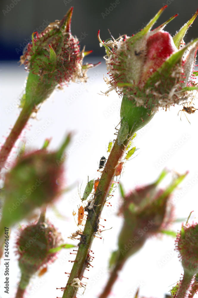 Colored aphids on the stems of a rose - obrazy, fototapety, plakaty 