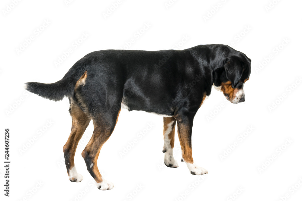 Greater Swiss Mountain Dog standing and looking away from the camera