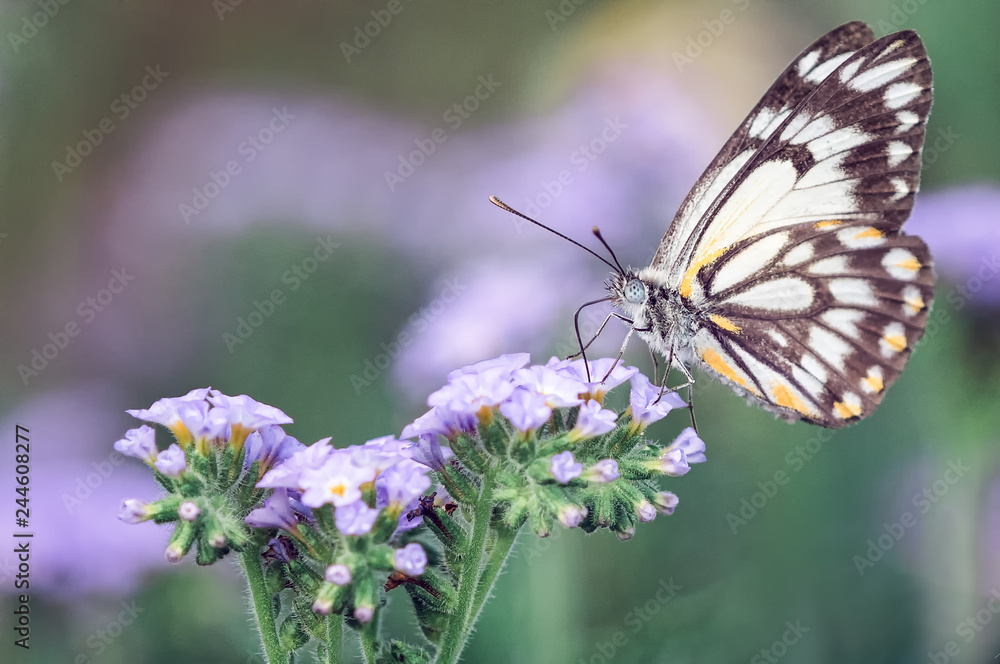 Obraz premium Black and white butterfly, macro closeup, on purple flower with meadow in background