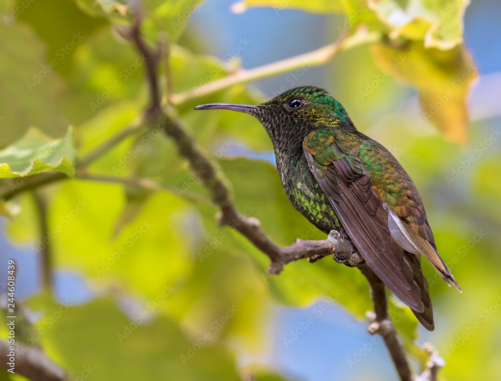 The bronze-tailed plumeleteer, a large hummingbird of Costa Rica The bronze-tailed plumeleteer, a large hummingbird of Costa Rica
