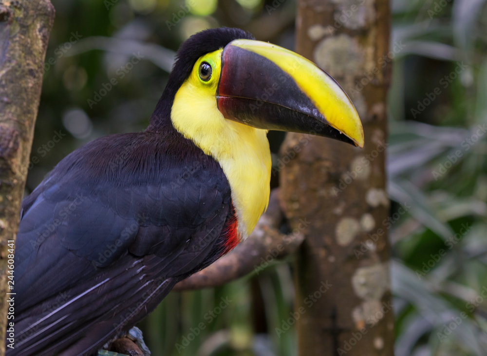 Yellow-throated toucan (Ramphastos ambiguus), portrait in the rain forest, Alajuela, Costa Rica Yellow-throated toucan (Ramphastos ambiguus), portrait in the rain forest, Alajuela, Costa Rica