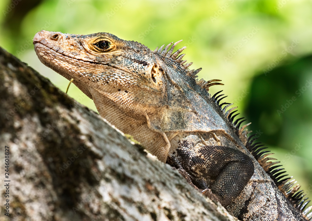 Obraz premium Black spiny-tailed iguana (Ctenosaura similis) portrait, Manuel Antonio National Park, Puntarenas, Costa Rica