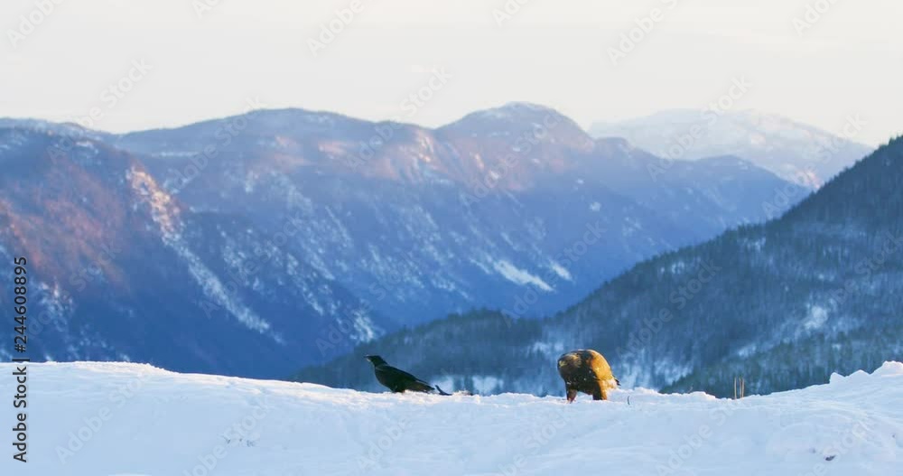 Landscape view with golden eagle eating on a dead animal in mountains at winter Landscape view with golden eagle eating on a dead animal in mountains at winter