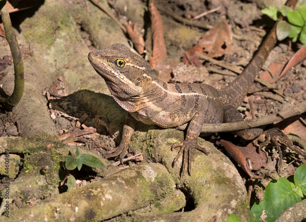 Fototapeta premium Brown basilisk, Striped Basilisk, Yellow-striped Basilisk, Jesus Christ Lizard (Basiliscus vittatus)