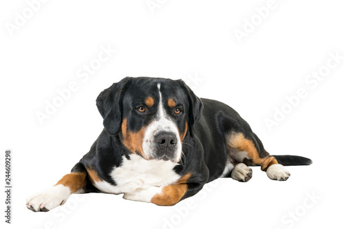 Greater Swiss Mountain Dog lying down sideways and looking next to the camera