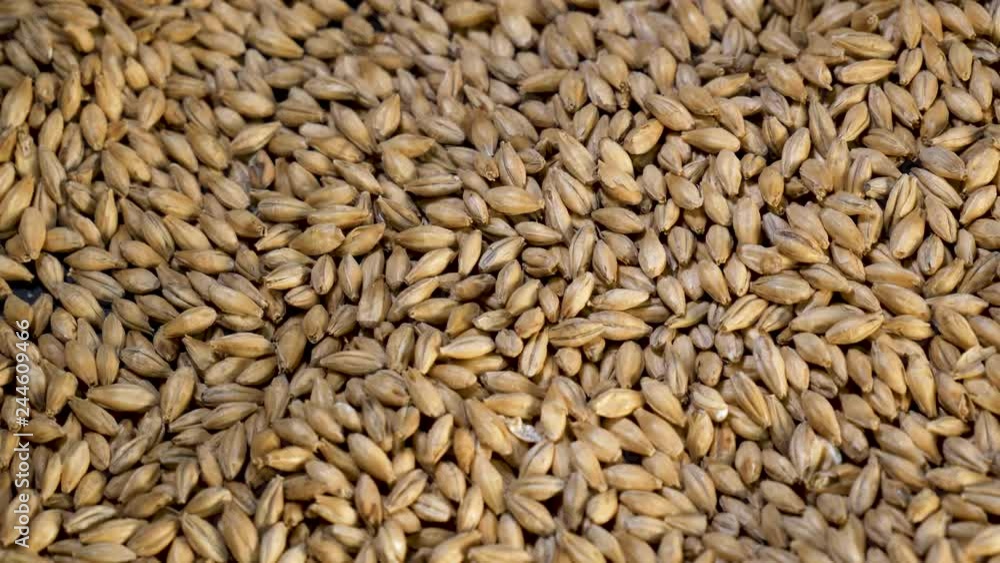 Spinning dried barley malt for beer brewing rotates from above Spinning dried barley malt for beer brewing rotates from above