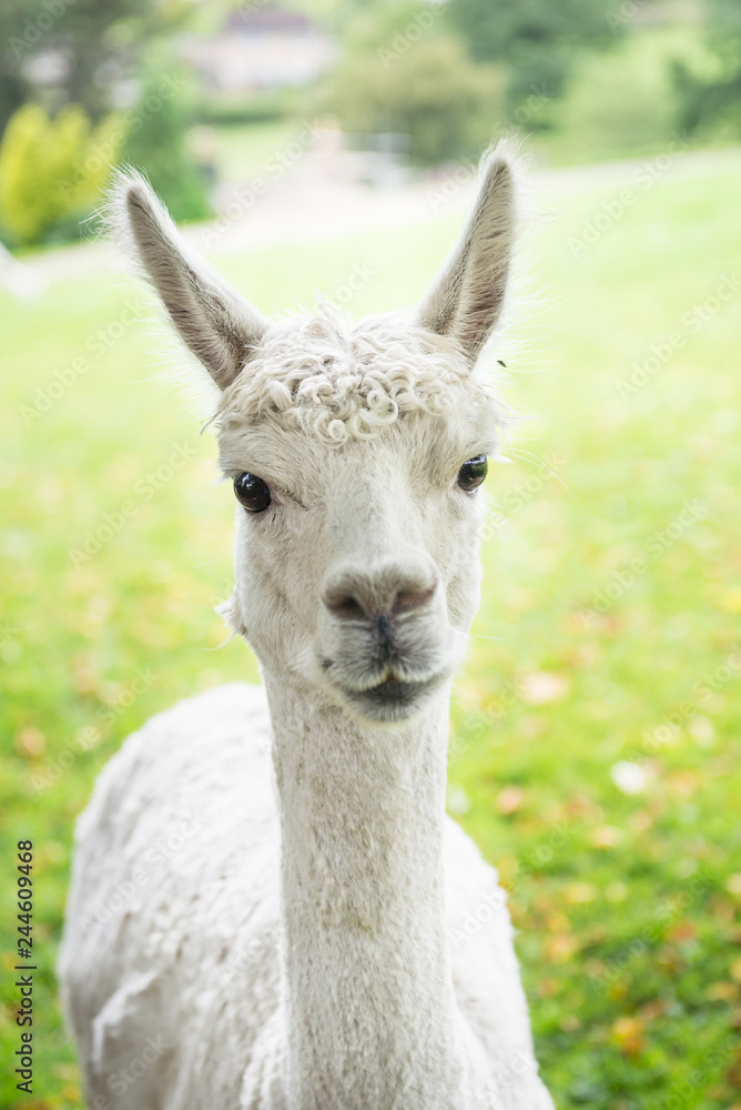 Cute and Sheared Lllamas in English countryside.