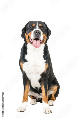 Greater Swiss Mountain Dog sitting and looking into the camera