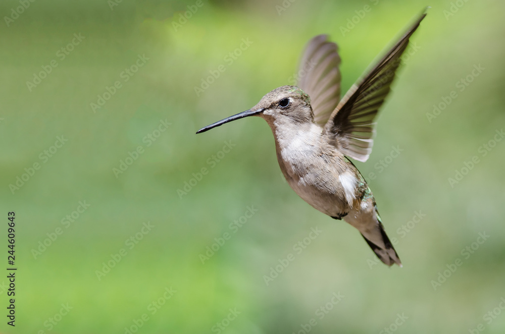 Fototapeta premium Black-Chinned Hummingbird Hovering in Flight Deep in the Forest