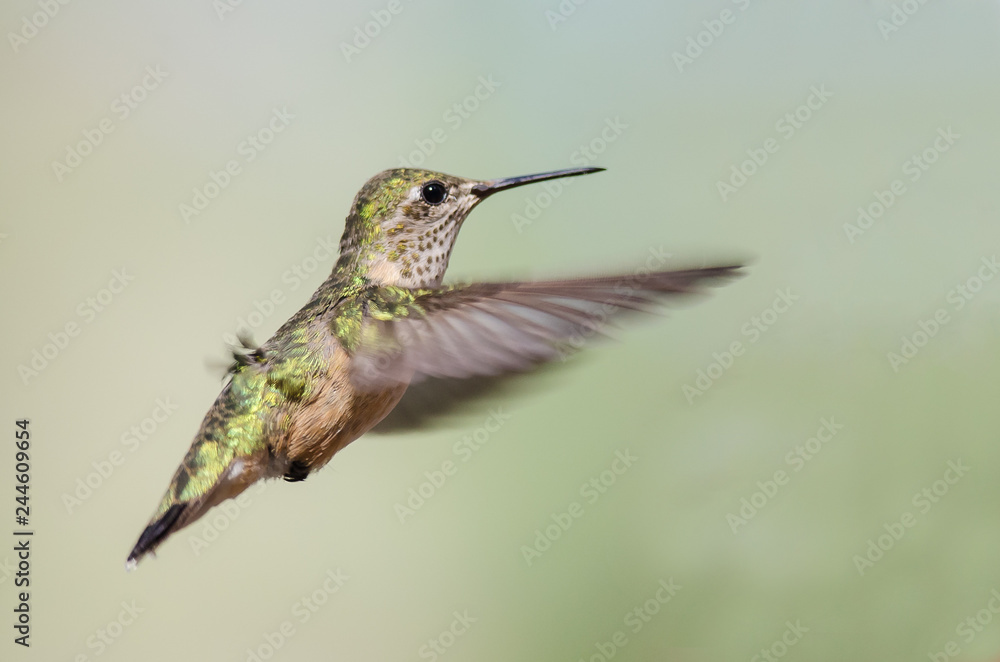 Fototapeta premium Broad-Tailed Hummingbird Hovering in Flight Deep in the Forest