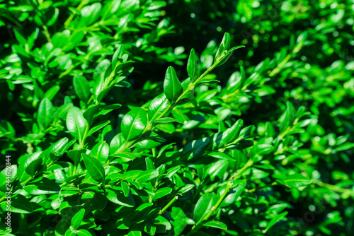 Photo of bright, saturated green leaves on the branches of a bush. Great for background