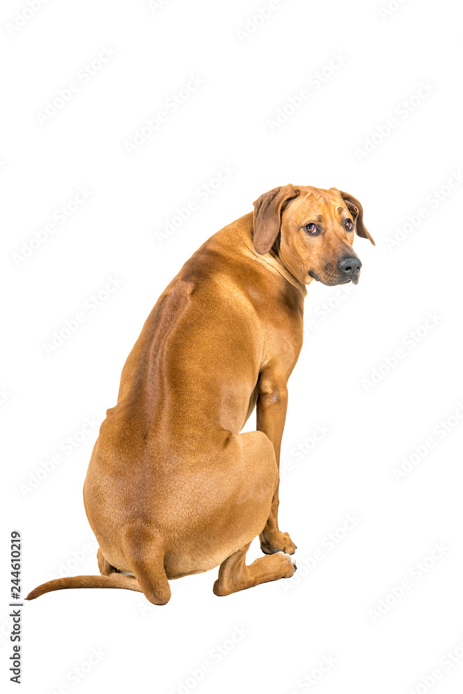 Portrait of a Rhodesian Ridgeback dog isolated on a white background sitting showing his back looking at the camera