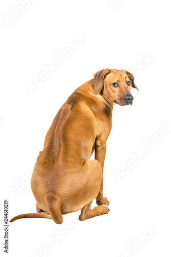 Portrait of a Rhodesian Ridgeback dog isolated on a white background sitting showing his back looking at the camera