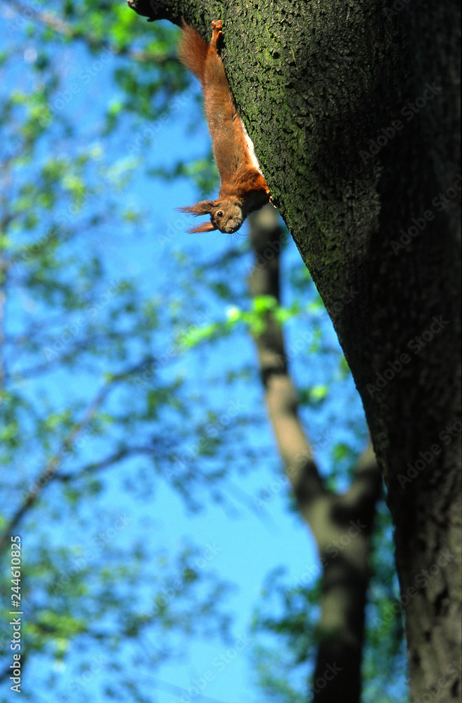 Fototapeta premium squirrel on the tree