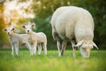Ingelijste posters Schaap Lammetjes met moederschaap in weide  © Lukas Gojda