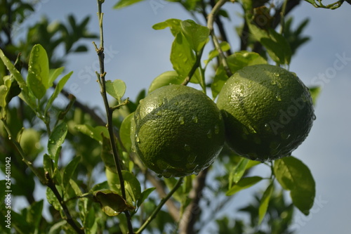 naranja