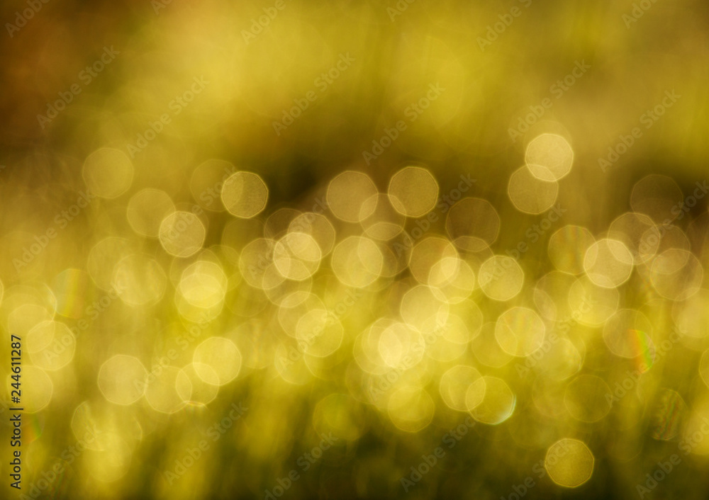 Fototapeta premium Blurred background of grass in meadow, bokeh at sunset light