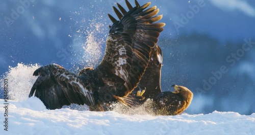 Brutal fight between two large eagles in the mountains at winter