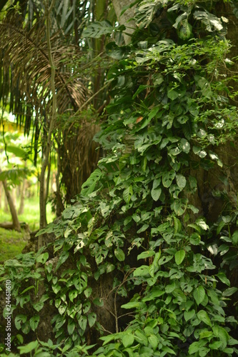 vegetacion