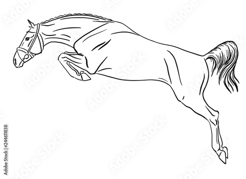 Perfect jump of a young horse.