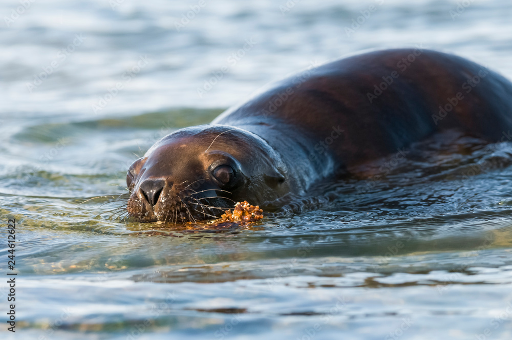 Obraz premium Baby sea lion , Patagonia Argentina