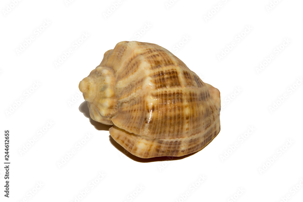 Large shell on white background. Isolated on white background. Large shell on white background. Isolated on white background.