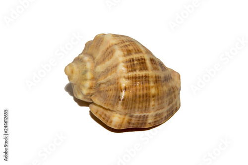 Large shell on white background. Isolated on white background.
