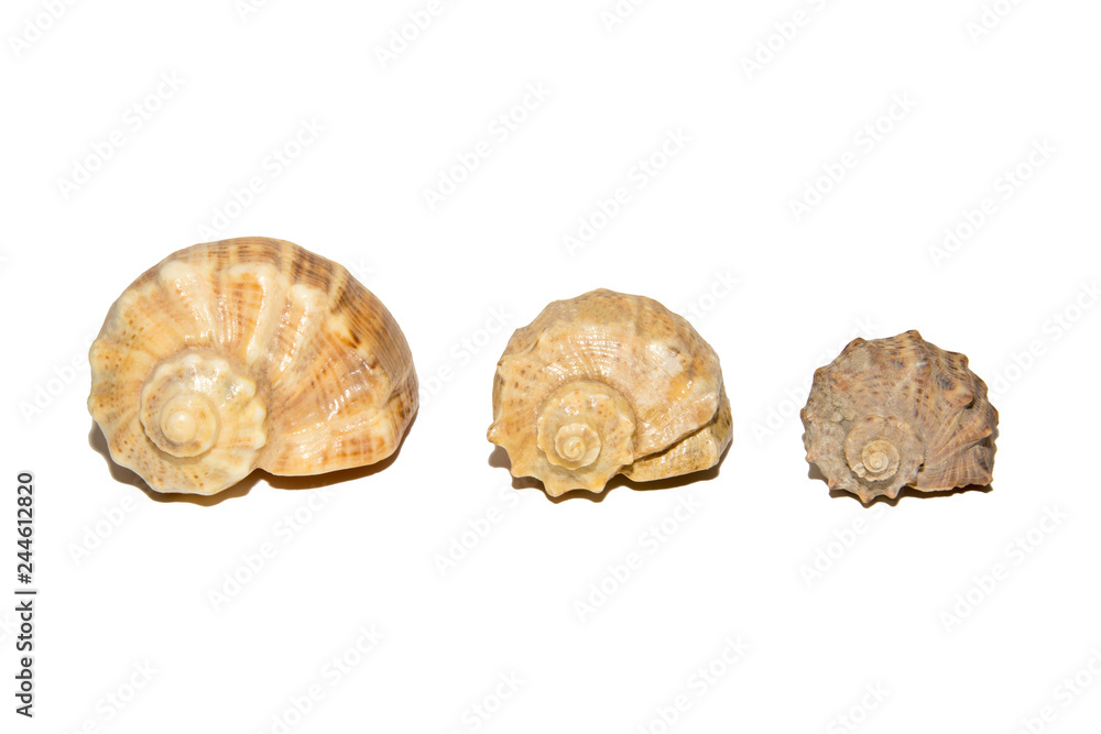 Three shells of different sizes. Isolated on white background.