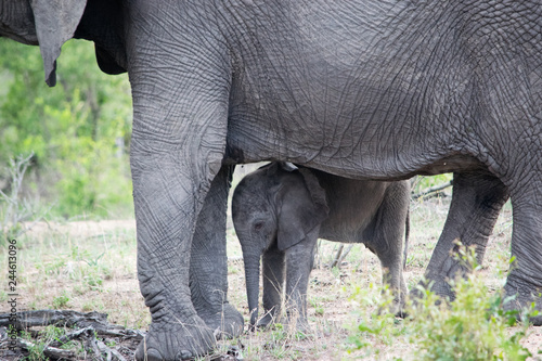 Baby Elephant  © Heather