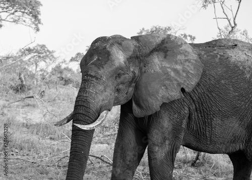 elephant in black and white