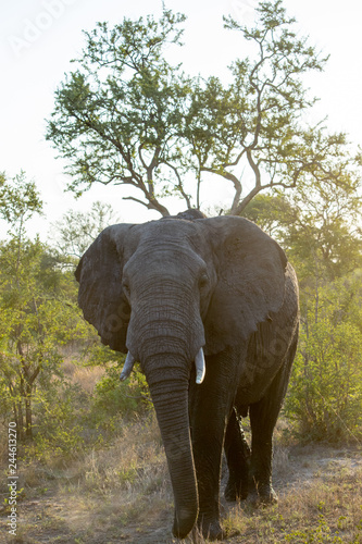 Elephant at Dusk