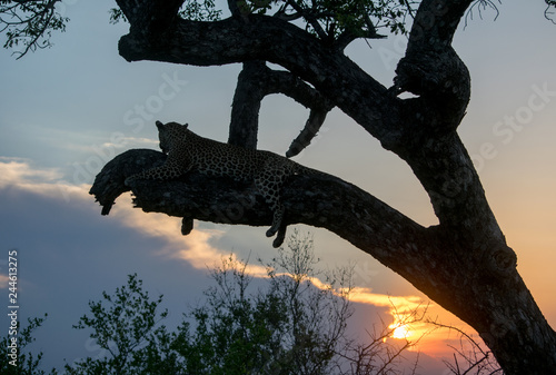 Leopard in Tree