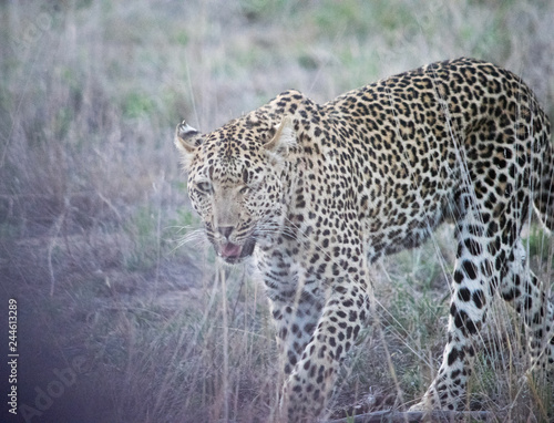 portrait of a leopard