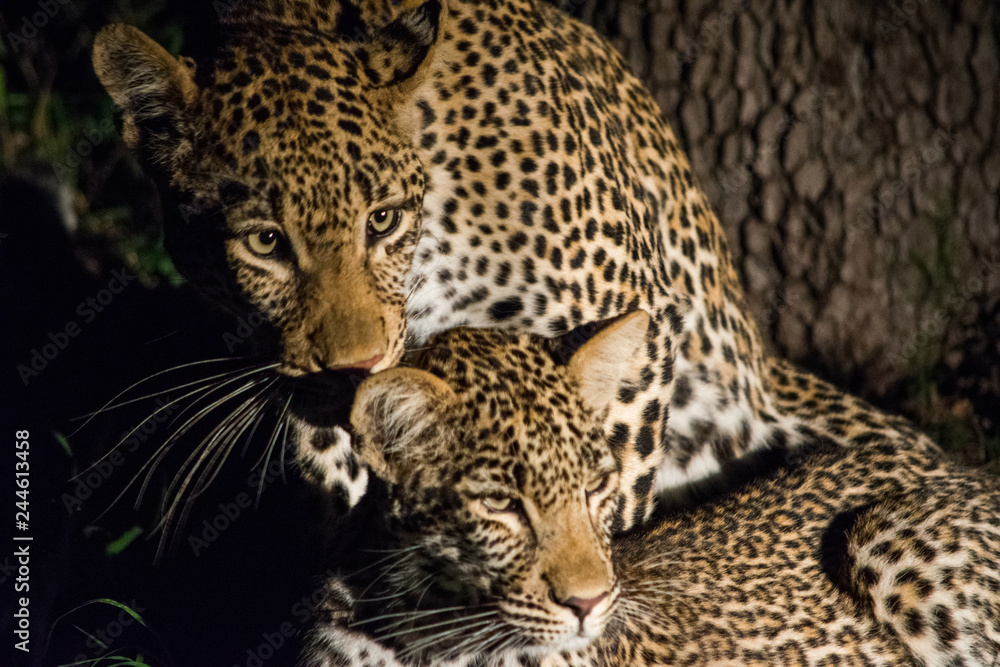 Naklejka premium Two Leopards 