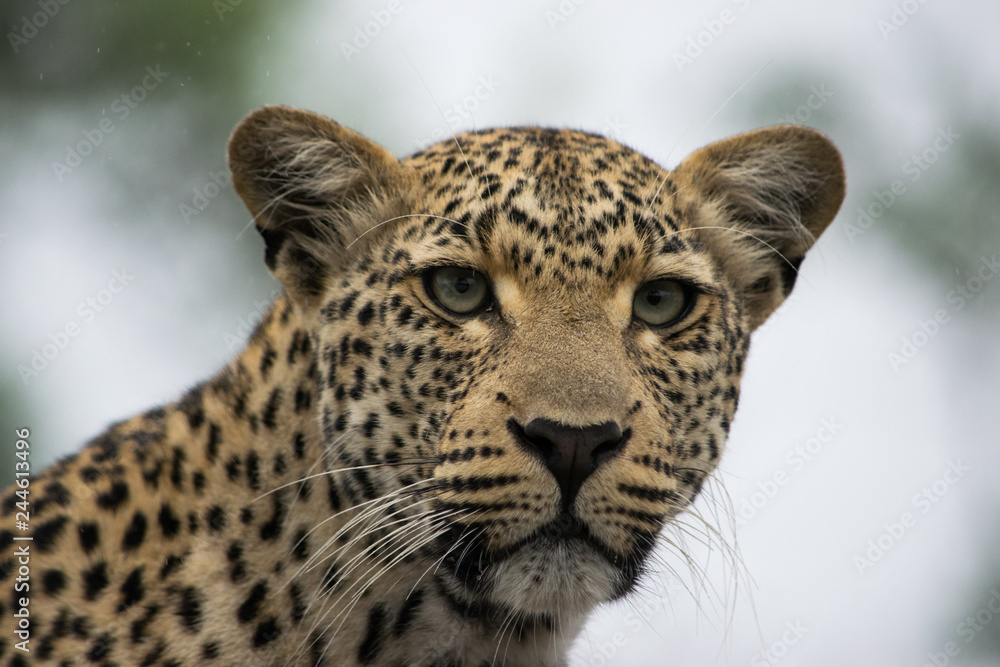 Fototapeta premium portrait of a leopard