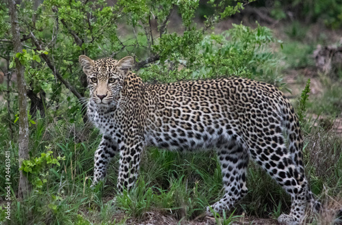 Young Female Leopard