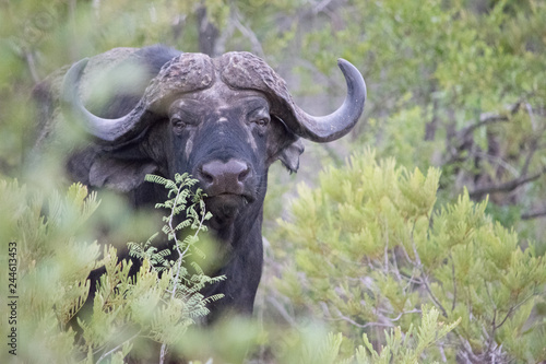 Cape Buffalo © Heather
