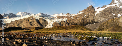 Quadro em tela Gold Harbor South Georgia Island
