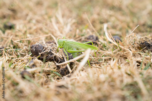 Large green grasshopper sitting in the dry grass at maiden Castle Dorchester © Leoniek
