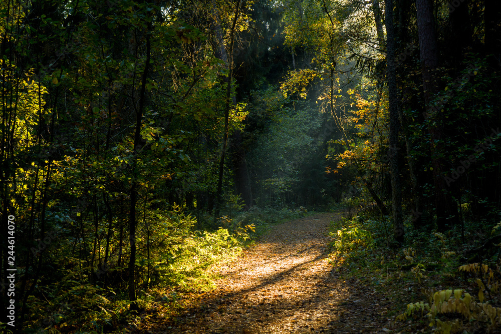 autumn path in the forest