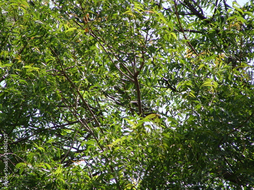 HARDY AFRICAN NEEM TREE DURING RAINY SEASON.