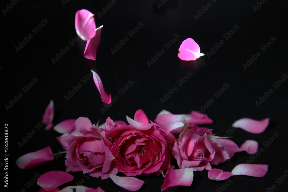 Φωτογραφία 薔薇の花びら