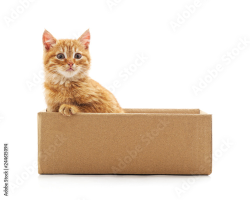 Little cat in the box.